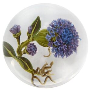 Christine Stankard Bachelor s Button von Studio Stankard