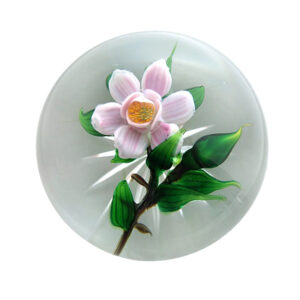 Rosa Rose Miniatur von Debbie Tarsitano