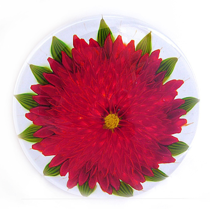 Rote Dahlie Scarlett von Debbie Tarsitano