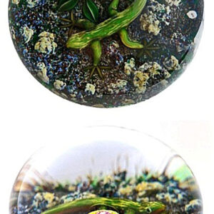 Earth Life Salamander von Delmo Tarsitano