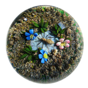 Earth Life Spinne von Delmo Tarsitano