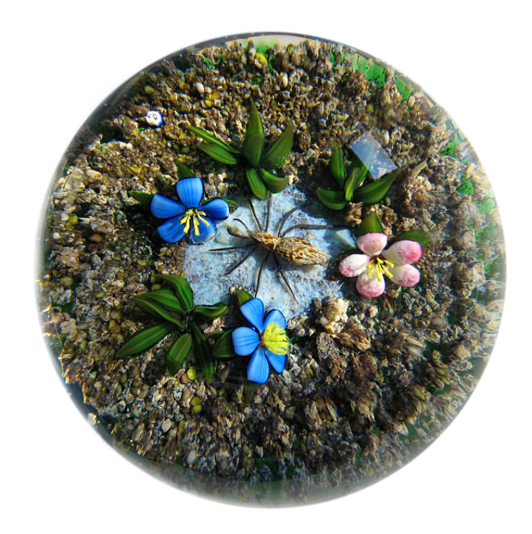 Earth Life Spinne von Delmo Tarsitano