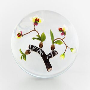 Aufsitzer Orchidee von Mayauel Ward