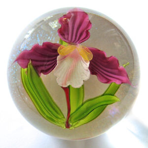 Orchidee von Mayauel Ward