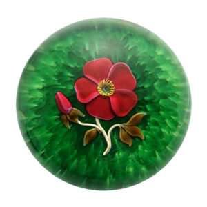 Wildrose von Francis-Dyer Whittemore