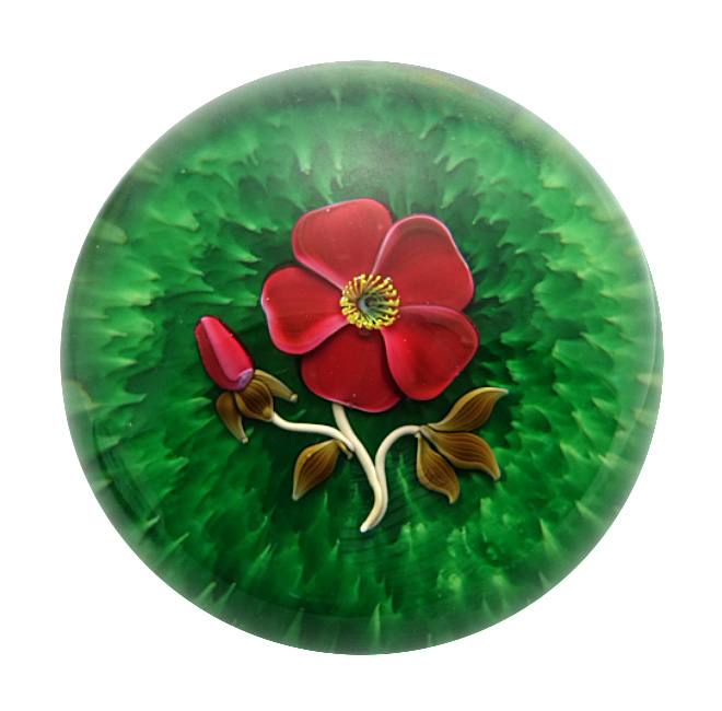 Wildrose von Francis-Dyer Whittemore