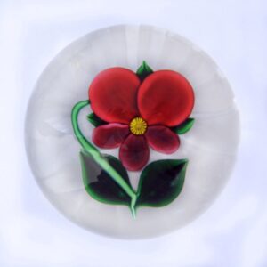 Stiefmuetterchen Pansy von Studios farfalla