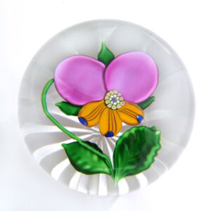 Stiefmuetterchen Pansy von Studios farfalla